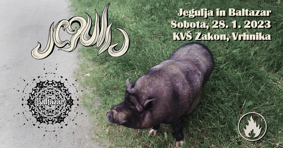 Jegulja, Baltazar